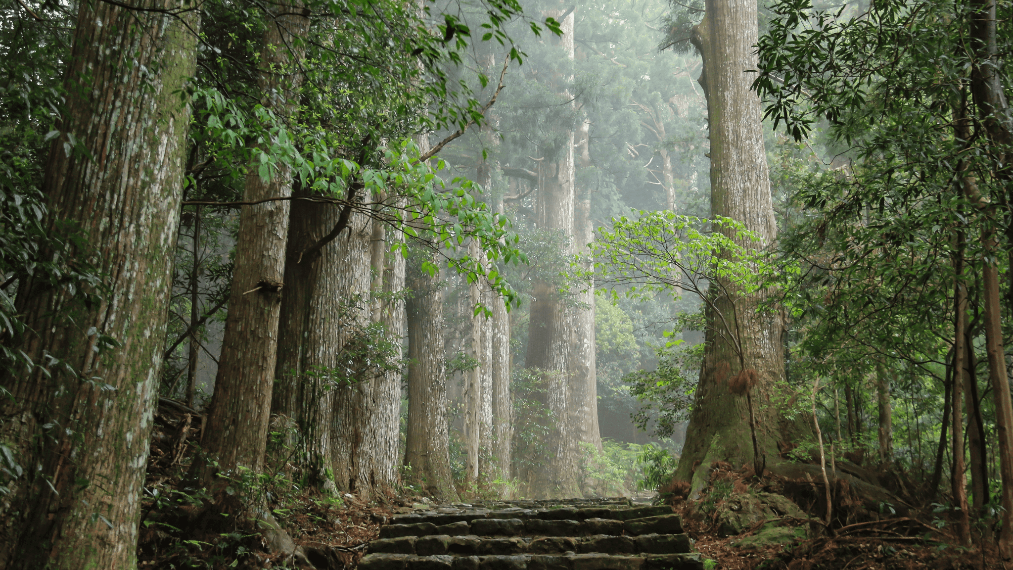新しいホームページができました。